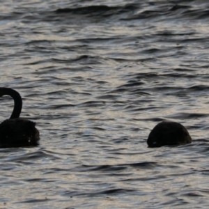 Cygnus atratus at South Bruny, TAS - 19 Sep 2022