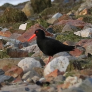 Haematopus fuliginosus at South Bruny, TAS - 19 Sep 2022