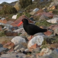 Haematopus fuliginosus (Sooty Oystercatcher) at South Bruny, TAS - 19 Sep 2022 by Rixon