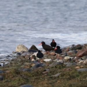 Haematopus fuliginosus at South Bruny, TAS - suppressed