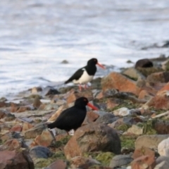 Haematopus fuliginosus at South Bruny, TAS - 19 Sep 2022