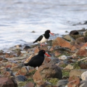 Haematopus fuliginosus at South Bruny, TAS - suppressed