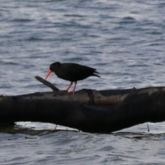 Haematopus fuliginosus at South Bruny, TAS - suppressed