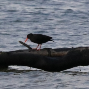 Haematopus fuliginosus at South Bruny, TAS - 19 Sep 2022