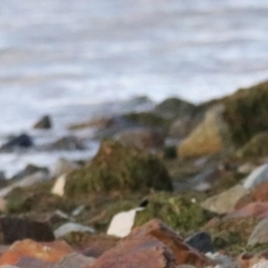 Haematopus longirostris at South Bruny, TAS - suppressed