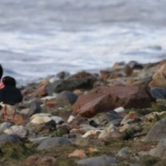 Haematopus longirostris at South Bruny, TAS - suppressed