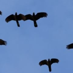 Zanda funerea (Yellow-tailed Black-Cockatoo) at South Bruny, TAS - 19 Sep 2022 by Rixon