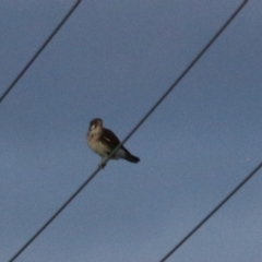 Falco berigora (Brown Falcon) at South Bruny, TAS - 19 Sep 2022 by Rixon