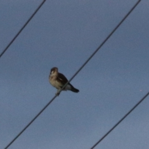 Falco berigora (Brown Falcon) at South Bruny, TAS by Rixon