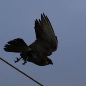 Falco berigora at South Bruny, TAS - 19 Sep 2022