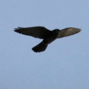 Falco berigora at South Bruny, TAS - 19 Sep 2022