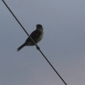 Falco berigora at South Bruny, TAS - 19 Sep 2022 07:14 PM