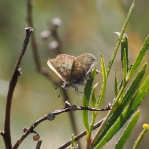 Paralucia spinifera at suppressed - 20 Sep 2022