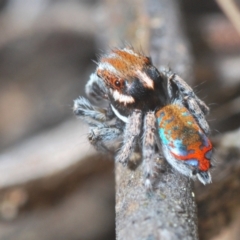 Maratus calcitrans (Kicking peacock spider) at Block 402 - 21 Sep 2022 by Harrisi