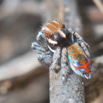 Maratus calcitrans (Kicking peacock spider) at Block 402 - 21 Sep 2022 by Harrisi