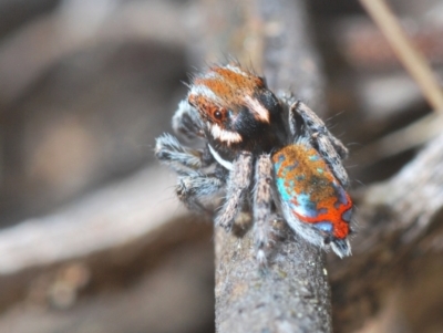 Maratus calcitrans (Kicking peacock spider) at Stromlo, ACT - 21 Sep 2022 by Harrisi