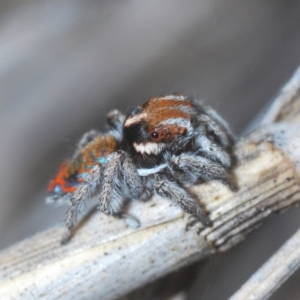 Maratus calcitrans at Stromlo, ACT - suppressed