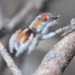 Maratus calcitrans at Stromlo, ACT - suppressed