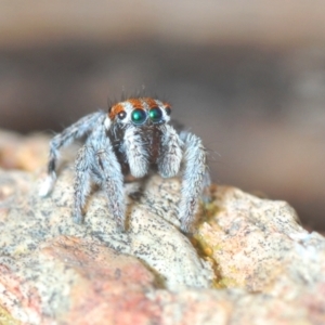 Maratus calcitrans at Aranda, ACT - suppressed