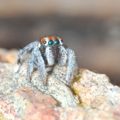 Maratus calcitrans (Kicking peacock spider) at Point 66 - 21 Sep 2022 by Harrisi