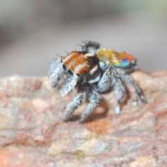 Maratus calcitrans at Aranda, ACT - suppressed