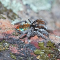 Maratus calcitrans at Aranda, ACT - suppressed