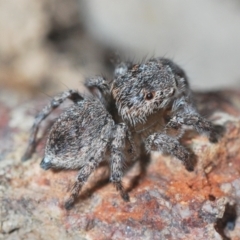 Maratus calcitrans at Aranda, ACT - suppressed