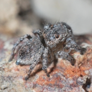 Maratus calcitrans at Aranda, ACT - suppressed