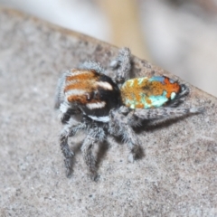 Maratus calcitrans at Aranda, ACT - suppressed