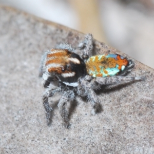 Maratus calcitrans at Aranda, ACT - suppressed