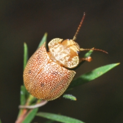Paropsis atomaria (Eucalyptus leaf beetle) at Piney Ridge - 21 Sep 2022 by Harrisi