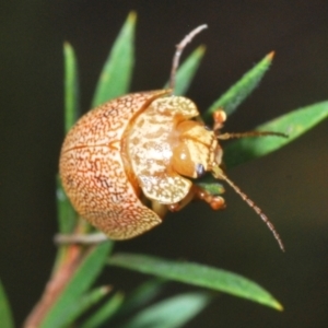 Paropsis atomaria at Stromlo, ACT - 21 Sep 2022