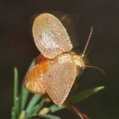 Paropsis atomaria at Stromlo, ACT - 21 Sep 2022 03:19 PM