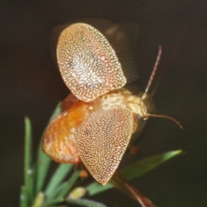 Paropsis atomaria at Stromlo, ACT - 21 Sep 2022 03:19 PM