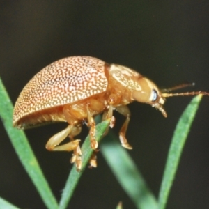 Paropsis atomaria at Stromlo, ACT - 21 Sep 2022