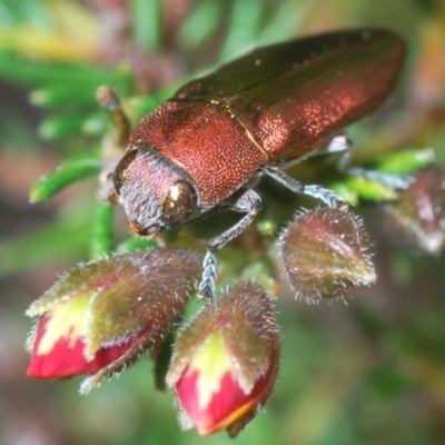 Melobasis propinqua (Propinqua jewel beetle) at Aranda Bushland - 21 Sep 2022 by Harrisi