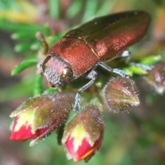 Melobasis propinqua (Propinqua jewel beetle) at Point 5813 - 21 Sep 2022 by Harrisi