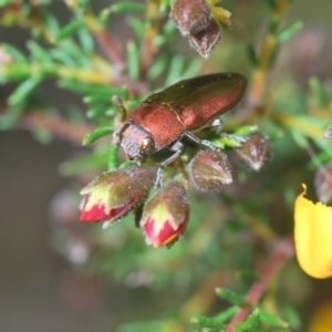 Melobasis propinqua at Aranda, ACT - 21 Sep 2022 02:07 PM