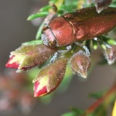 Melobasis propinqua at Aranda, ACT - 21 Sep 2022