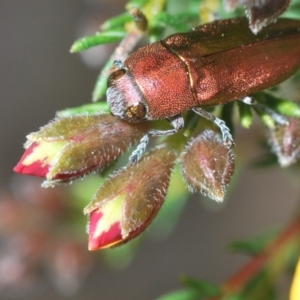 Melobasis propinqua at Aranda, ACT - 21 Sep 2022 02:07 PM