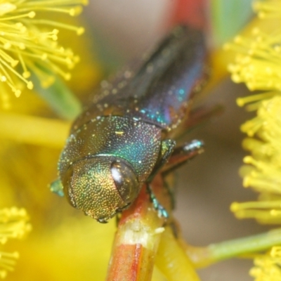 Melobasis thoracica (A jewel beetle) at Aranda Bushland - 21 Sep 2022 by Harrisi