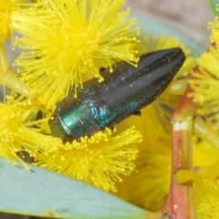 Melobasis thoracica at Aranda, ACT - 21 Sep 2022 02:05 PM