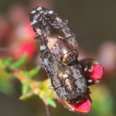 Diphucrania acuducta (Acuducta jewel beetle) at Aranda Bushland - 21 Sep 2022 by Harrisi