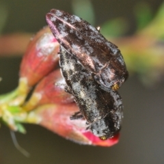 Diphucrania acuducta at Aranda, ACT - 21 Sep 2022