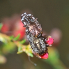 Diphucrania acuducta at Aranda, ACT - 21 Sep 2022 02:11 PM