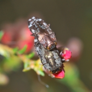 Diphucrania acuducta at Aranda, ACT - 21 Sep 2022 02:11 PM