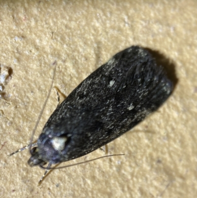 Barea codrella (A concealer moth) at QPRC LGA - 21 Sep 2022 by Steve_Bok