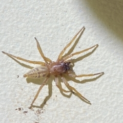 Clubiona sp. (genus) (Unidentified Stout Sac Spider) at QPRC LGA - 21 Sep 2022 by Steve_Bok