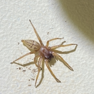 Clubiona sp. (genus) at Jerrabomberra, NSW - 21 Sep 2022