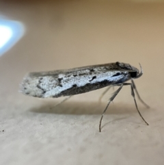 Philobota stella (A concealer moth) at Jerrabomberra, NSW - 21 Sep 2022 by Steve_Bok